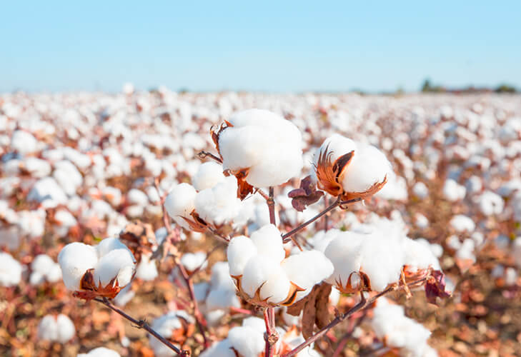 vải thun 100% coton, vải may áo thun lớp đẹp, vải may áo thun học sinh, vải may áo thun công sở