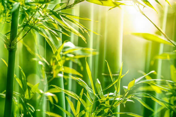 vải bamboo được làm từ cây tre vải bamboo được làm từ cây tre